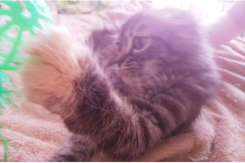 成約済の愛知県のスコティッシュフォールド-5736の2枚目