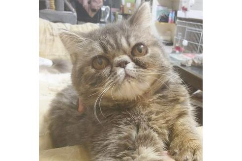 成約済の愛知県のエキゾチックショートヘア-5737の5枚目