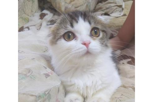 成約済の愛知県のスコティッシュフォールド-6090の6枚目