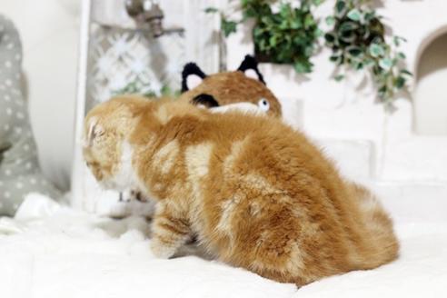 成約済の佐賀県のスコティッシュフォールド-6100の3枚目