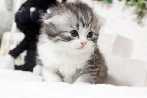 成約済の佐賀県のスコティッシュフォールド-6101の5枚目