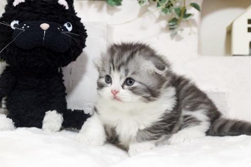 成約済の佐賀県のスコティッシュフォールド-6101の4枚目