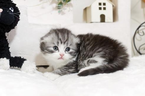 成約済の佐賀県のスコティッシュフォールド-6101の3枚目