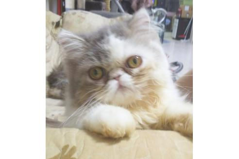 成約済の愛知県のペルシャ-5735の5枚目