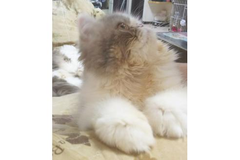 成約済の愛知県のペルシャ-5735の4枚目