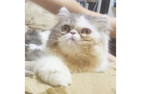 成約済の愛知県のペルシャ-5735の3枚目