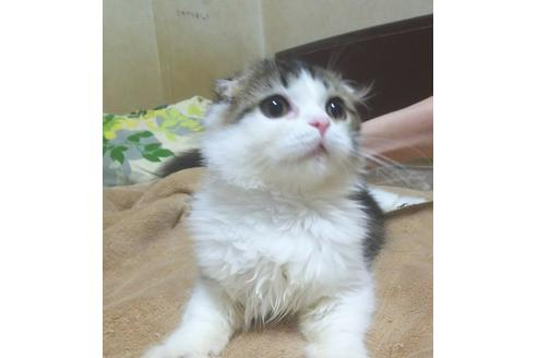 成約済の愛知県のスコティッシュフォールド-6090