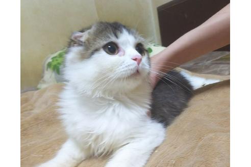 成約済の愛知県のスコティッシュフォールド-6090の5枚目