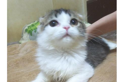 成約済の愛知県のスコティッシュフォールド-6090の4枚目