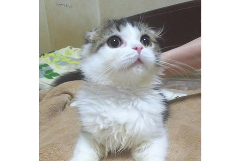 成約済の愛知県のスコティッシュフォールド-6090の3枚目