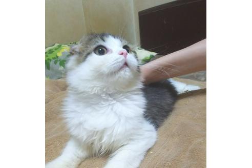 成約済の愛知県のスコティッシュフォールド-6090の2枚目