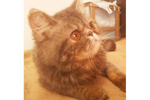 成約済の愛知県のエキゾチックショートヘア-5737の1枚目