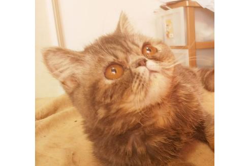 成約済の愛知県のエキゾチックショートヘア-5737の4枚目