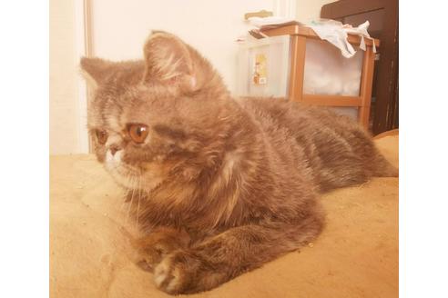 成約済の愛知県のエキゾチックショートヘア-5737の3枚目