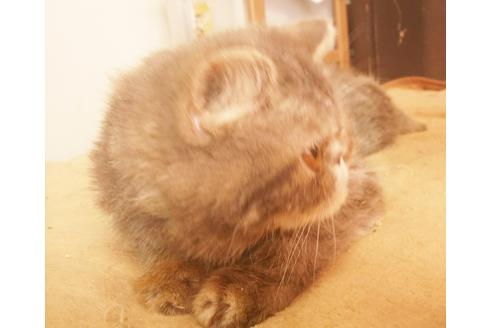 成約済の愛知県のエキゾチックショートヘア-5737の2枚目