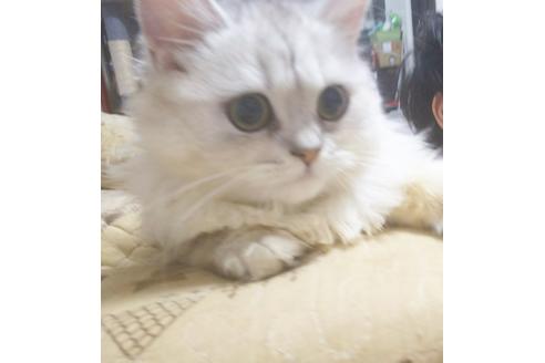 成約済の愛知県のペルシャ-5983の6枚目