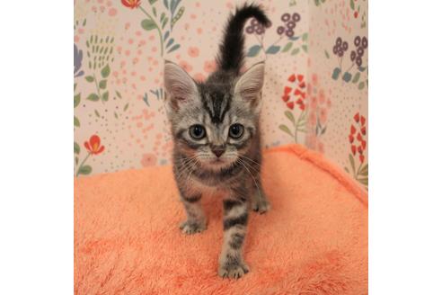 成約済の大阪府のアメリカンショートヘア-6109の1枚目
