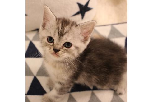 成約済の大阪府のスコティッシュフォールド-6114の1枚目