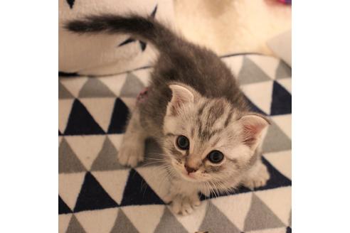 成約済の大阪府のスコティッシュフォールド-6115