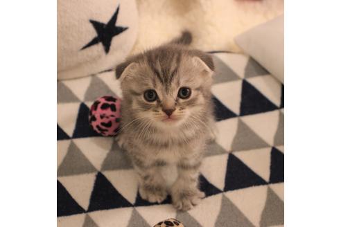 成約済の大阪府のスコティッシュフォールド-6116