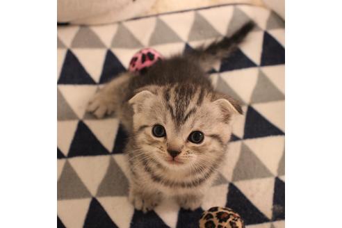 成約済の大阪府のスコティッシュフォールド-6117