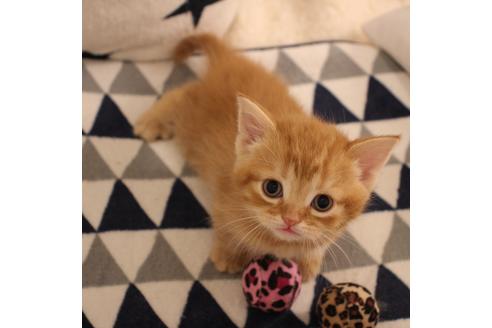 成約済の大阪府のスコティッシュフォールド-6124