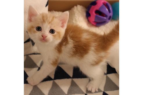 成約済の大阪府のスコティッシュフォールド-6125の1枚目