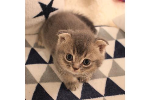 成約済の大阪府のスコティッシュフォールド-6126の1枚目