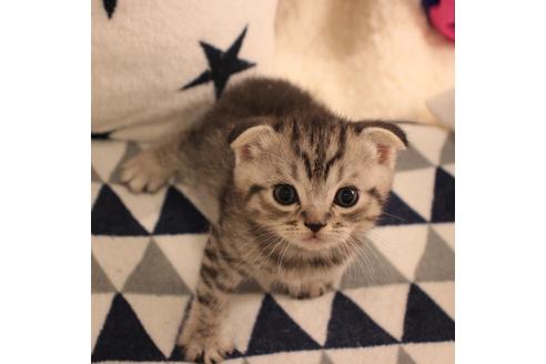 成約済の大阪府のスコティッシュフォールド-6127の1枚目