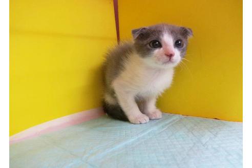 成約済の東京都のスコティッシュフォールド-6138の1枚目