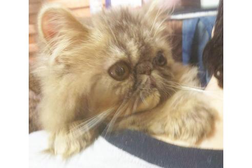 成約済の愛知県のエキゾチックショートヘア-5889の4枚目