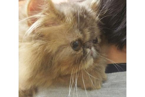 成約済の愛知県のエキゾチックショートヘア-5889の3枚目