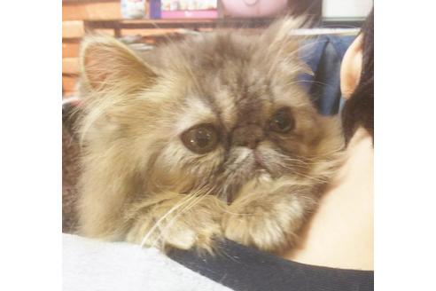 成約済の愛知県のエキゾチックショートヘア-5889の2枚目