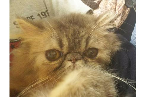 成約済の愛知県のエキゾチックショートヘア-5889の1枚目