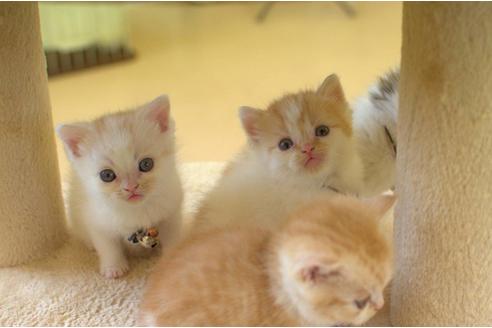 成約済の岐阜県のスコティッシュフォールド-6170の7枚目