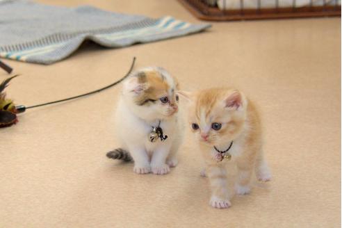 成約済の岐阜県のスコティッシュフォールド-6170の1枚目