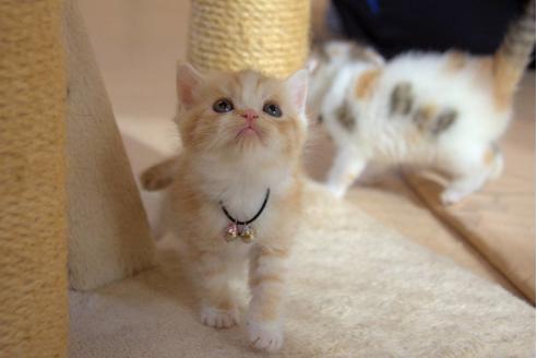 成約済の岐阜県のスコティッシュフォールド-6171の3枚目