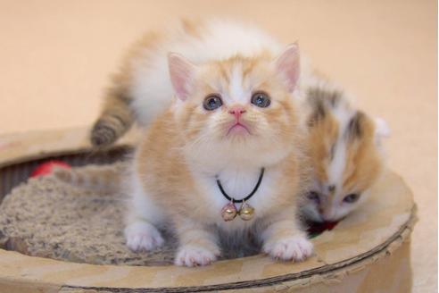 成約済の岐阜県のスコティッシュフォールド-6172の9枚目