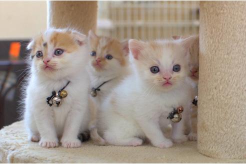 成約済の岐阜県のスコティッシュフォールド-6172の3枚目