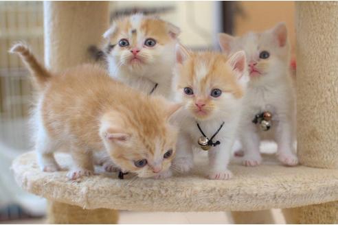 成約済の岐阜県のスコティッシュフォールド-6173の8枚目