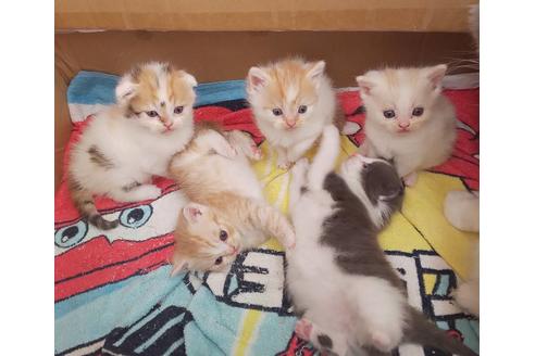 成約済の岐阜県のスコティッシュフォールド-6173の6枚目