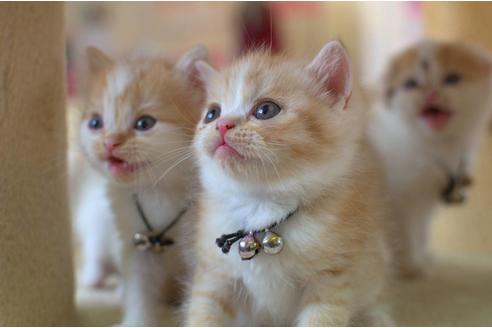 成約済の岐阜県のスコティッシュフォールド-6173の2枚目