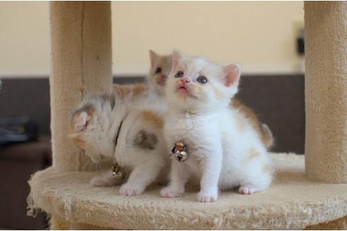 成約済の岐阜県のスコティッシュフォールド-6173の1枚目