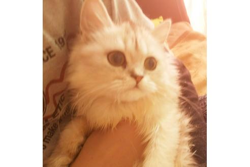 成約済の愛知県のペルシャ-5983