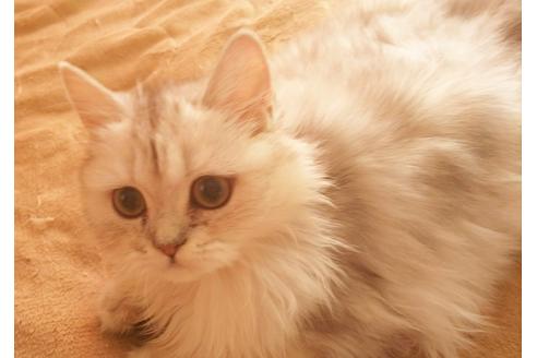 成約済の愛知県のペルシャ-5983の5枚目