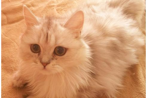 成約済の愛知県のペルシャ-5983の4枚目