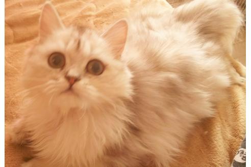 成約済の愛知県のペルシャ-5983の3枚目