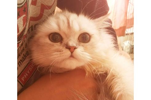 成約済の愛知県のペルシャ-5983の2枚目