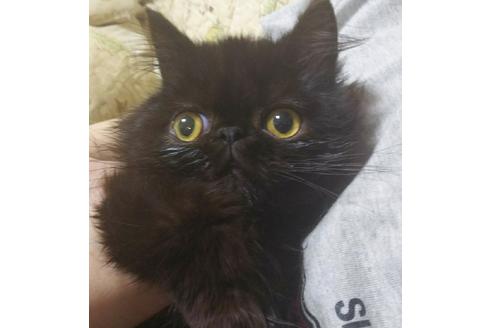 成約済の愛知県のペルシャ(チンチラ)-6153の5枚目