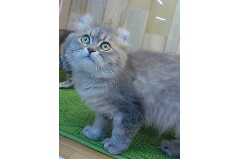 大阪府のアメリカンカール 女の子 18 07 23生まれ ブルー 子猫id 61 子猫ブリーダーナビ